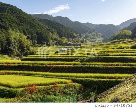 秋の明日香村上地区に咲く彼岸花と棚田の風景 秋の明日香村上地区に咲く彼岸花と棚田の風景 94710752