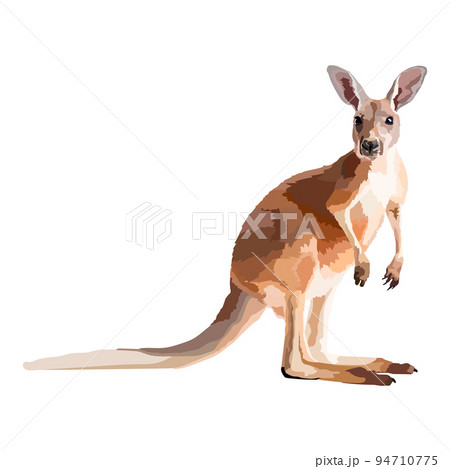 Realistic kangaroo on white background vector... - Stock ...