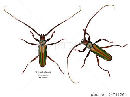 アオスジカミキリ 94711264
