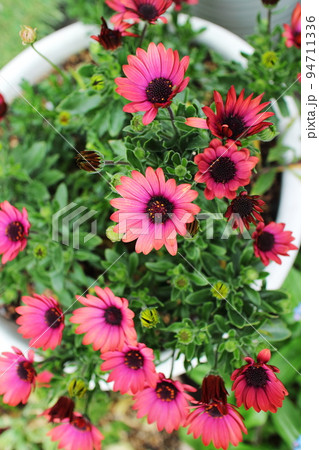 綺麗なブラキカムの花 綺麗なブラキカムの花 94711336