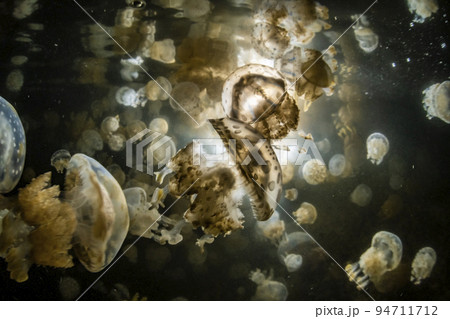 タコクラゲ 94711712