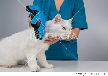 The veterinarian combs out a white fluffy cat with a special glove. The veterinarian combs out a white fluffy cat with a special glove. 94711951