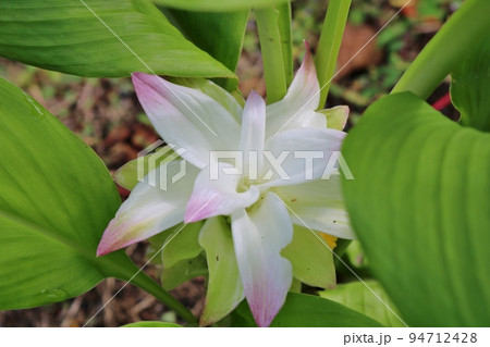 秋の日 大きな葉に隠れるように咲いている素敵な白い花 香辛料のウコンの花 秋の日 大きな葉に隠れるように咲いている素敵な白い花 香辛料のウコンの花 94712428