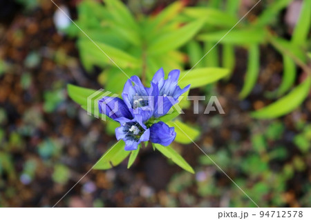 秋を告げるおもむきある青いリンドウの花 穏やかな陽ざしを浴びて控えめに咲いている 秋を告げるおもむきある青いリンドウの花 穏やかな陽ざしを浴びて控えめに咲いている 94712578