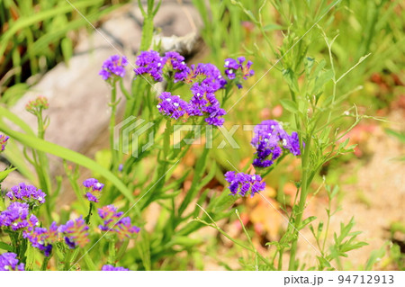 スターチスの花 94712913
