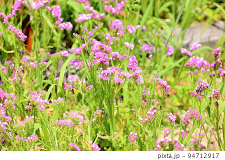 スターチスの花 スターチスの花 94712917