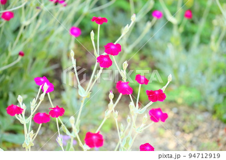 フランネルソウの花 フランネルソウの花 94712919