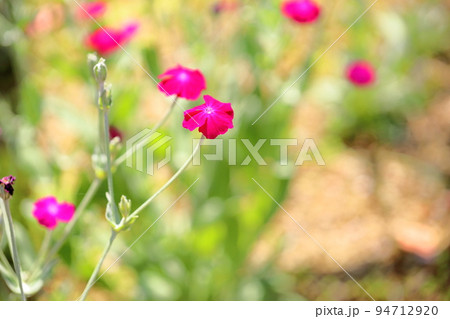 フランネルソウの花 94712920