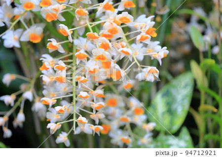 可愛いランの花 可愛いランの花 94712921