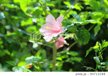 ハイビスカスの花 ハイビスカスの花 94713288