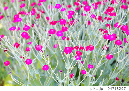 フランネルソウの花 94713297