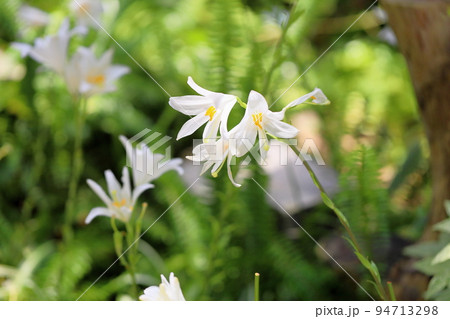 マドンナリリーの花 94713298