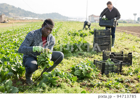 Men horticulturists picking harvest of green spinach 94713785
