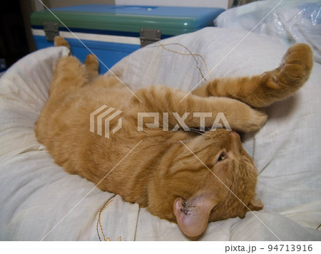 人間の布団で寝る茶色の猫 人間の布団で寝る茶色の猫 94713916