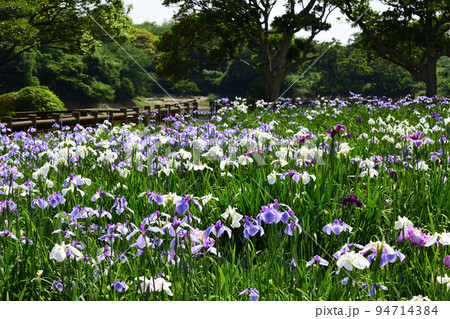 宮地嶽神社の江戸菖蒲 94714384