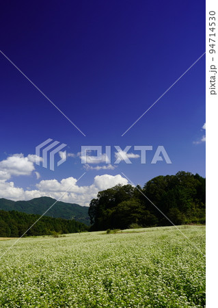 蕎麦畑と秋の空 蕎麦畑と秋の空 94714530