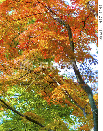 兵庫県・姫路 姫山公園の紅葉 / Himeji, Japan 94714544