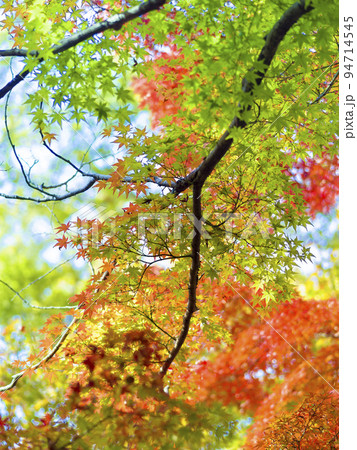 兵庫県・姫路 姫山公園の紅葉 / Himeji, Japan 94714545