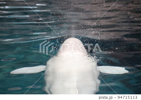 〔愛知県名古屋市港区・名古屋港水族館〕ベルーガ(シロイルカ) 潮吹き 〔愛知県名古屋市港区・名古屋港水族館〕ベルーガ(シロイルカ) 潮吹き 94715113