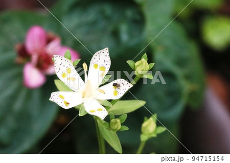 花弁の黄緑色の斑点(蜜腺)が綺麗!アケボノソウ(曙草) 花弁の黄緑色の斑点(蜜腺)が綺麗!アケボノソウ(曙草) 94715154