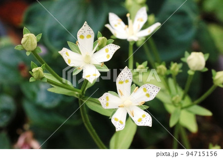 花弁の黄緑色の斑点(蜜腺)が綺麗!アケボノソウ(曙草) 花弁の黄緑色の斑点(蜜腺)が綺麗!アケボノソウ(曙草) 94715156