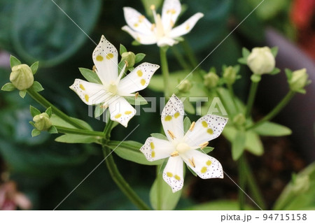 花弁の黄緑色の斑点(蜜腺)が綺麗!アケボノソウ(曙草) 花弁の黄緑色の斑点(蜜腺)が綺麗!アケボノソウ(曙草) 94715158