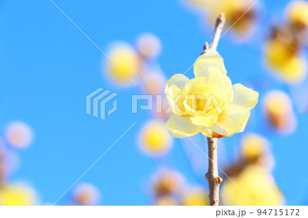 ロウバイの花 ロウバイの花 94715172