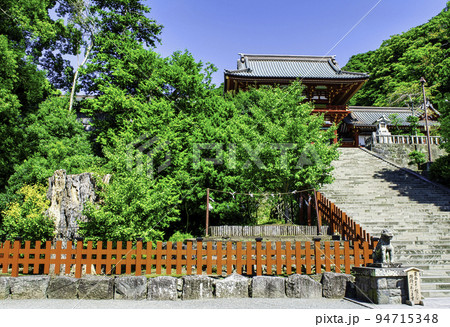 鎌倉 鶴岡八幡宮 大銀杏と大石段 鎌倉 鶴岡八幡宮 大銀杏と大石段 94715348