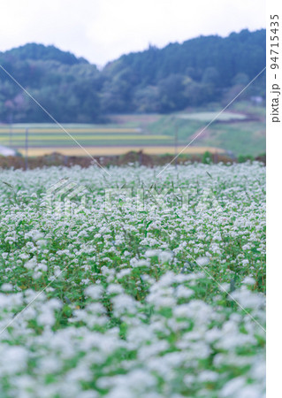 そばの花 奈良県 笠地区 そばの花 奈良県 笠地区 94715435