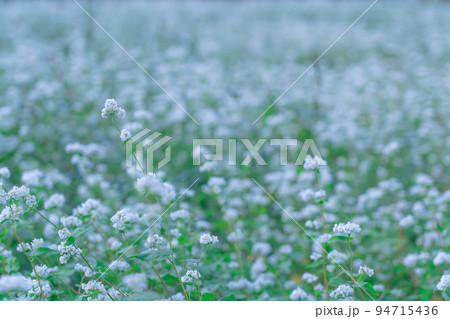 そばの花 奈良県 笠地区 そばの花 奈良県 笠地区 94715436