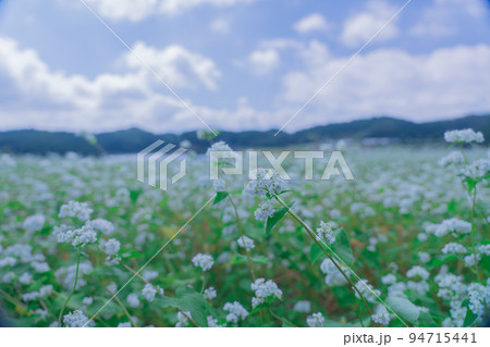 そばの花 奈良県 笠地区 そばの花 奈良県 笠地区 94715441