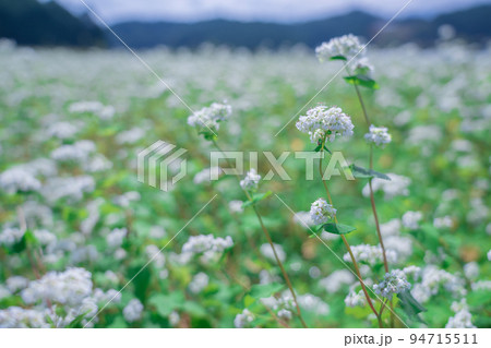 そばの花 奈良県 笠地区 そばの花 奈良県 笠地区 94715511