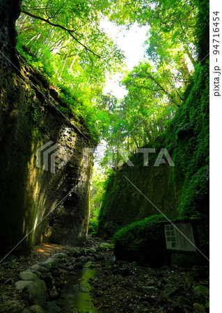 【高知県】伊尾木洞のシダ群落(安芸市) 【高知県】伊尾木洞のシダ群落(安芸市) 94716454