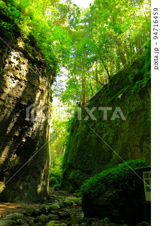 【高知県】伊尾木洞のシダ群落（安芸市） 94716459