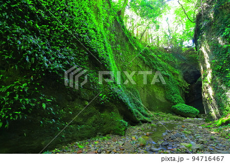 【高知県】伊尾木洞のシダ群落（安芸市） 94716467