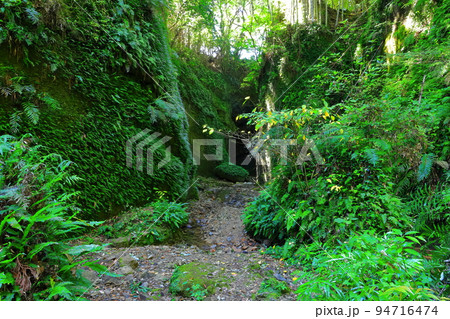 【高知県】伊尾木洞のシダ群落(安芸市) 【高知県】伊尾木洞のシダ群落(安芸市) 94716474