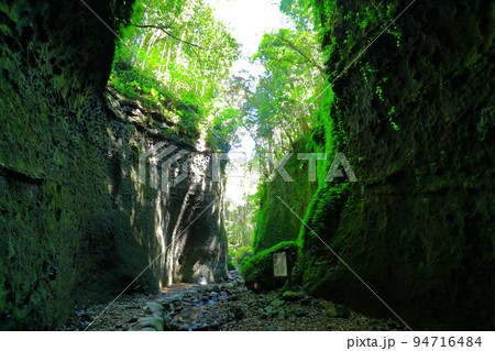【高知県】伊尾木洞のシダ群落（安芸市） 94716484