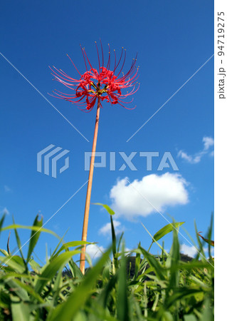 彼岸花一本と青空 94719275