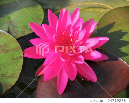 睡蓮の花 94719278