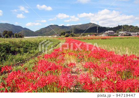 赤い彼岸花咲く里 94719447