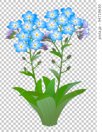 勿忘草草 94719630