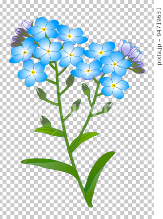 勿忘草草 94719631