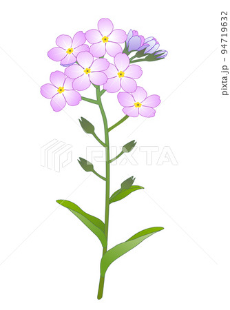 わすれな草　 94719632