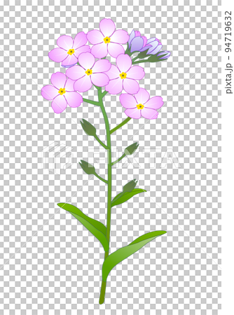 わすれな草　 94719632