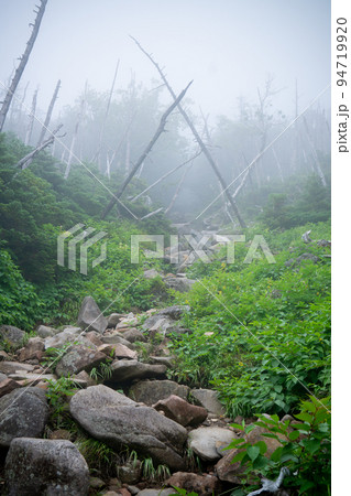 縞枯れの森 蓼科山登山口コース 縞枯れの森 蓼科山登山口コース 94719920