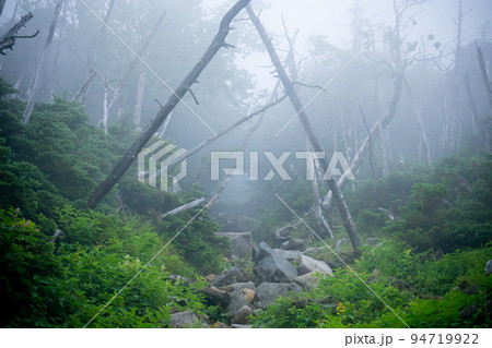 縞枯れ風景（蓼科山登山道） 94719922