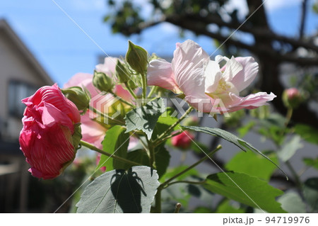 庭のスイフヨウの花 94719976