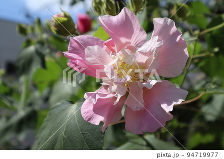 庭のスイフヨウの花びら 庭のスイフヨウの花びら 94719977