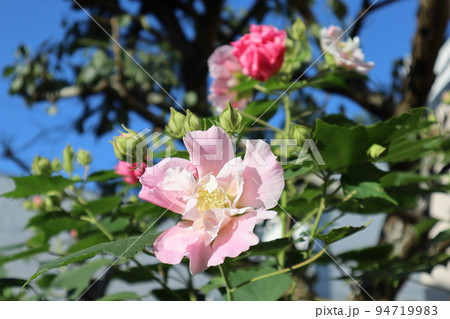 庭の花スイフヨウ 庭の花スイフヨウ 94719983