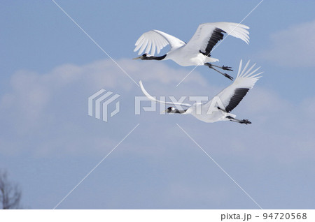 飛翔タンチョウカップル red-crowned crane  飛翔タンチョウカップル red-crowned crane  94720568